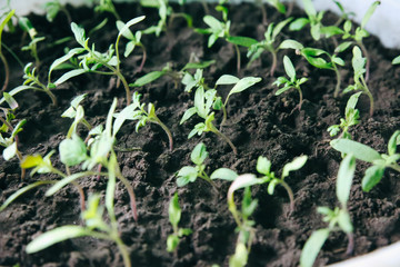 Seedlings in the bucket with ground. Sprouts of tomatoes. Spring photo. Agriculture idea. Eco friendly concept. Plants growing.