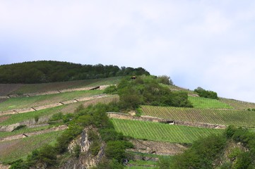 Fototapeta na wymiar Vineyards in the Rhine Valley (Germany, Europe)