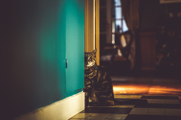 chat assis sur le pas de la d'une porte