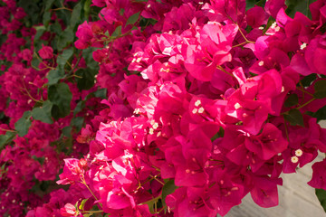 Pink Bougainvillea. Summer flowers background. Filtered image