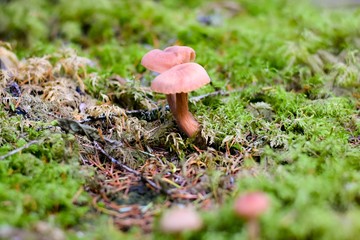 mushroom in the forest