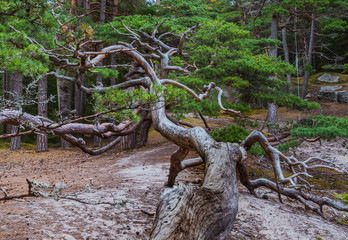 Powichrowane drzewa w Parku Norodowym Ytrhe Hvaler w Norwegii