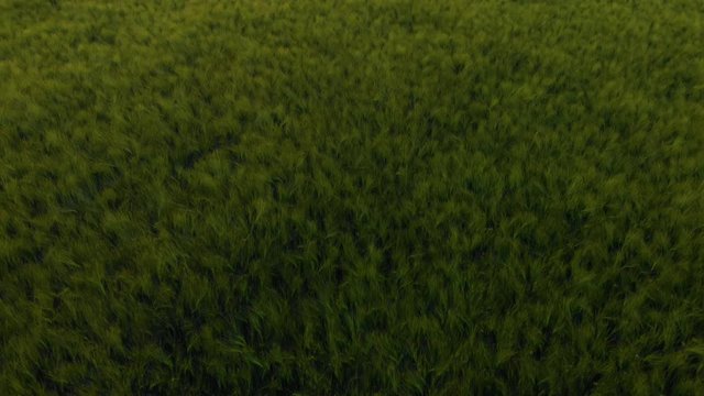 field of oat on sunset