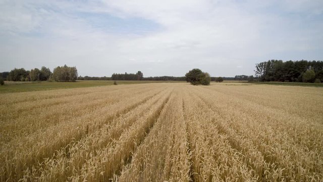 slow flight over the wheat field