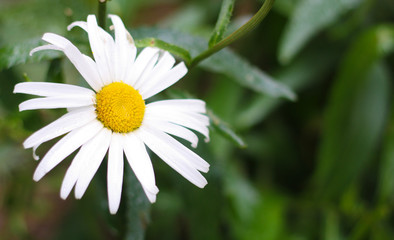 Fototapeta premium A big daisy in the blurred background of greenery