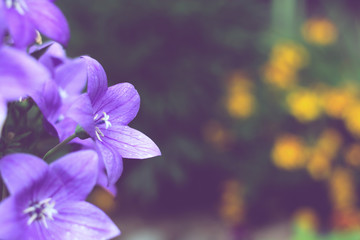 Purple flowers star shape, blurred background of green and yellow flowers