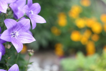 Purple flowers star shape, blurred background of green and yellow flowers