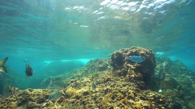 Mediterranean fishes (sargo and gilthead seabreams) with rock under sea surface in Mediterranean, France, Pyrenees Orientales, marine reserve of Cerbere Banyuls