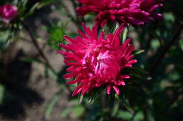Beautiful blooming asters of pink and white flowers, other inflorescences. Autumn garden, home flower bed