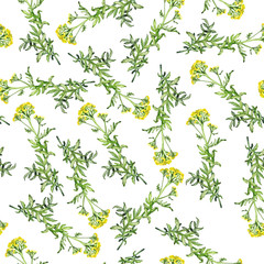 Seamless pattern with yellow tansy flowers on white background. Hand drawn watercolor illustration.