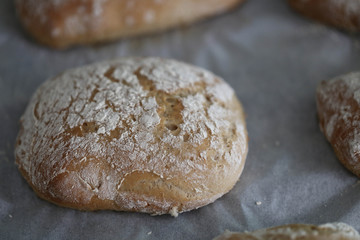 Brötchen Teiglinge