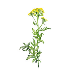 Yellow tansy flower isolated on white background. Hand drawn watercolor illustration.