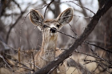 Deer in forest