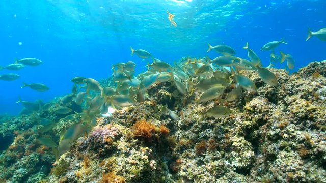 Sarpa salpa fish shoal underwater in the Mediterranean sea, Spain, Costa Brava, Catalonia, 59.94fps