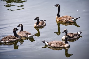 geese on lake
