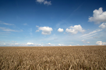 wheat field and blue sky