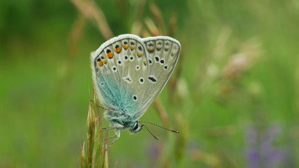 Wild butterfly male common blue Polyommatus icarus detail macro, common species without endangered, family Lycaenidae, population loss due habitat loss, meadow thermophilous plant green