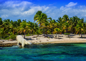 A polar bear out of place on a warm, tropical beach. Global warming, climate change, habitat loss and ironic social commentary.