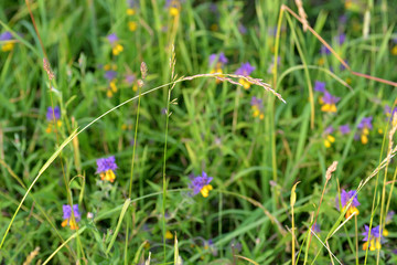 Summer background. Blades of grass on a background of blue-yellow flowers and green grass.