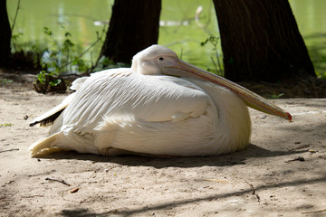 Pelican at summer day. Wild bird