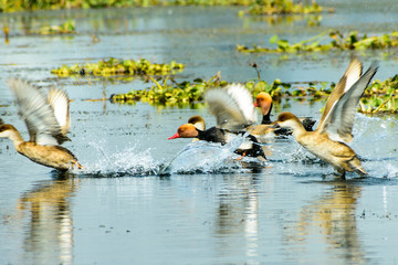 Flock of migratory Red crested pochard flying on lake. Freshwater and coastal bird species spotted in waterbirds Vedanthangal Bird Sanctuary Kancheepuram India. A paradise for avian life.