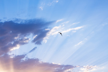 Beautiful sky at sunset: soft pink, beige and dark blue clouds with bright sun rays and flying black swallow birds