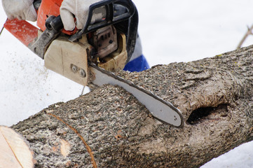 Close-up of woodcutter sawing chainsaw in motion, sawdust fly to sides.