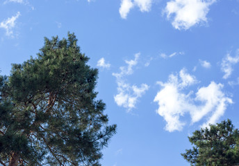 Obraz premium Dark green pine-tree with cones, beautiful fluffy white clouds on the sky background