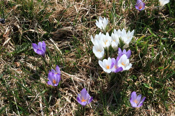 Crocus Vernus printanier sauvage 