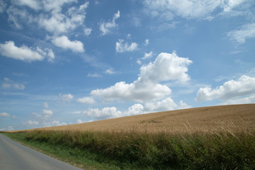 Fototapeta na wymiar countryside road in the field
