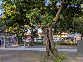 trees in a Japanese shrine