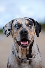 happy dog with blue eyes posing on the beach
