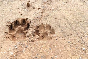 dog foot print on ground for background