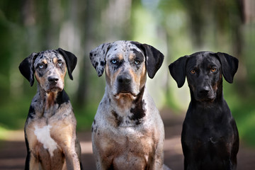 three beautiful dogs portrait together outdoors