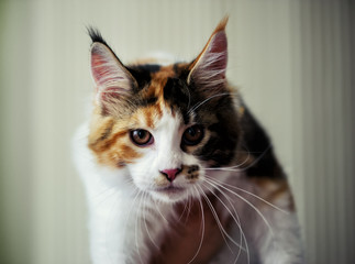 cute cat at home. Blurred background