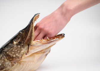 Taxidermied fish pike head on grey background
