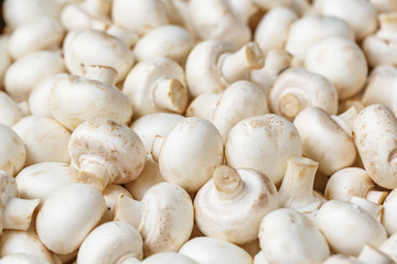 Fototapeta na wymiar white mushrooms a handful of top view like texture