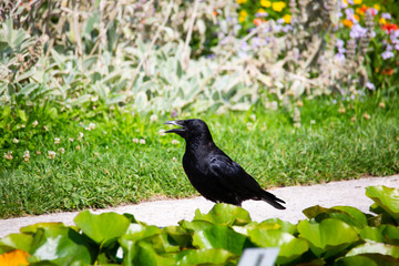 Raven in the garden, black raven