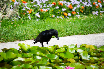 Raven in the garden, black raven