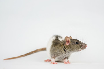 beautiful rat closeup on white background watching