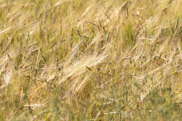Fototapeta premium Rye field background. Harvest concept. Agriculture, farming, landscape, grain, barley, ears