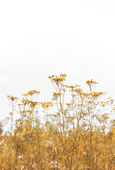 Backgound of wild flowers and grass