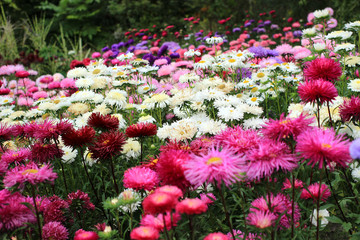 Autumn garden of colored flowers of asters, chrysanthemums and daisies, different varieties.