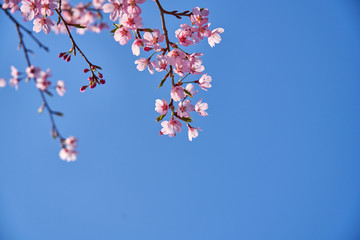 Blue sky background and pink cherry blossoms