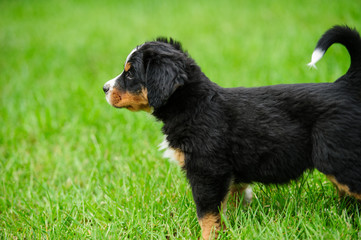 small puppy on a green grass