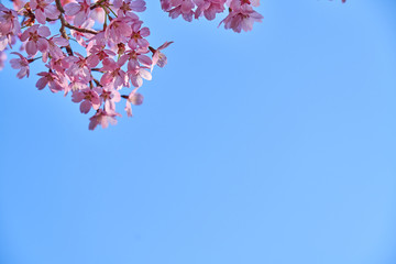 Blue sky background and pink cherry blossoms