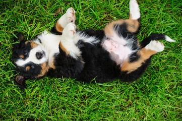 Naklejka na ściany i meble small happy puppies on a green grass
