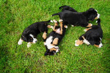 small happy puppies on a green grass