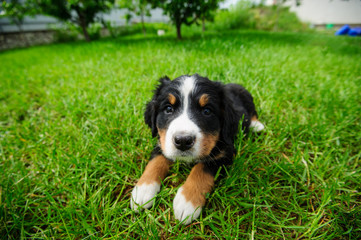 small puppy on a green grass