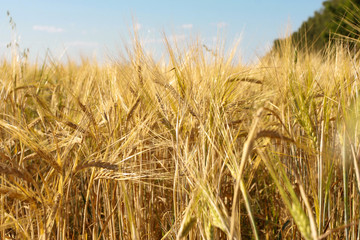Rye ears closeup. Harvest, agriculture, farming concept. Barley field, grain, low angle, bottom view, blue sky